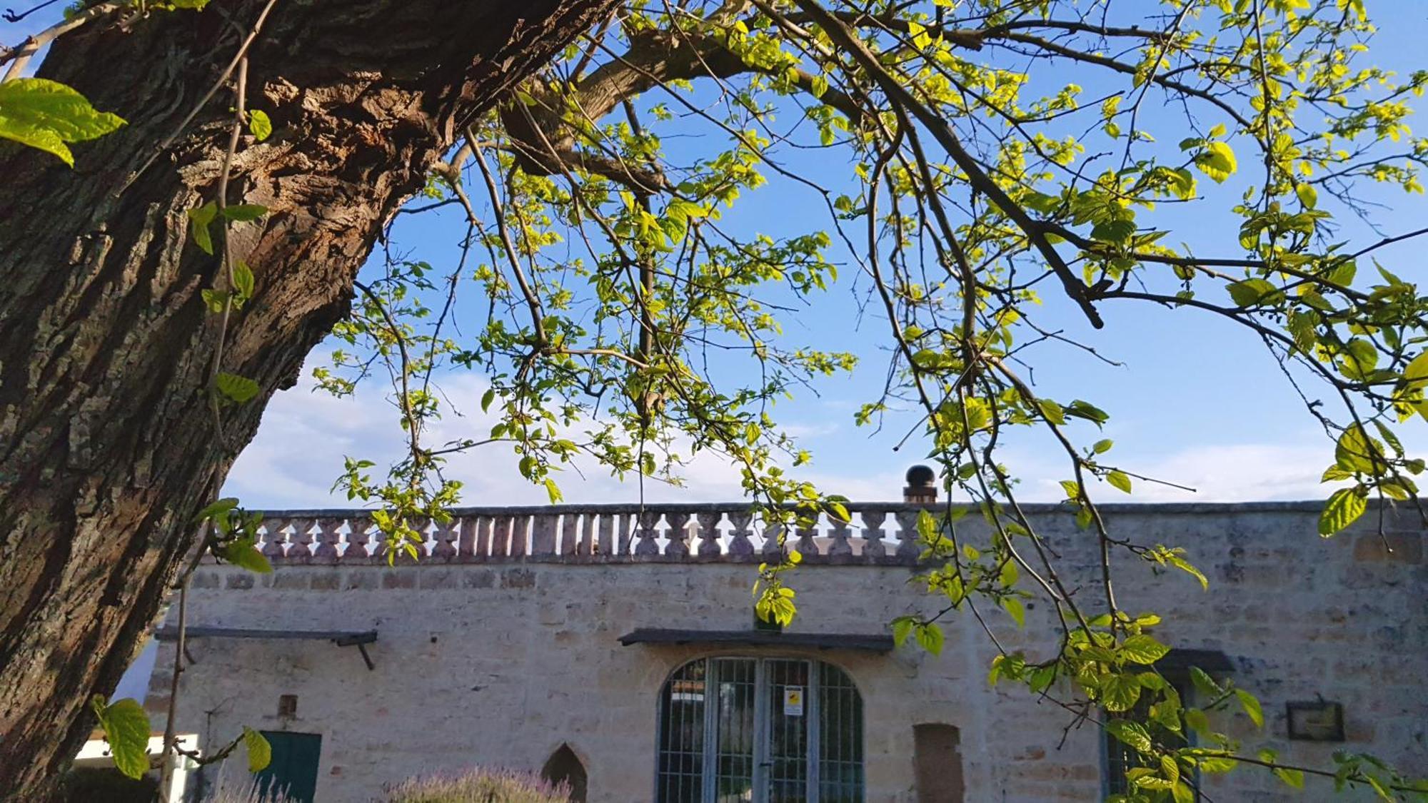 Podere Del Gelso Bianco, Vacation Rental Ostuni Exterior photo