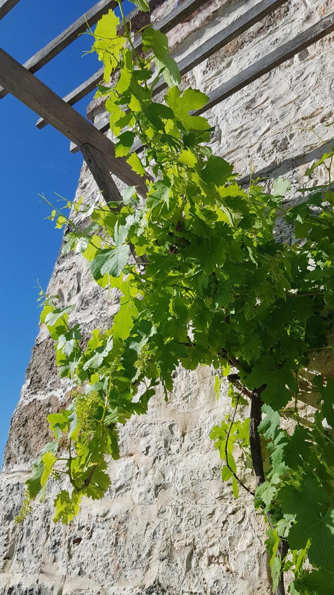 Podere Del Gelso Bianco, Vacation Rental Ostuni Exterior photo